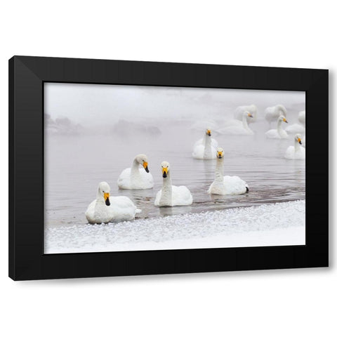 Japan-Hokkaido A group of whooper swans swim  Black Modern Wood Framed Art Print with Double Matting by Goff, Ellen