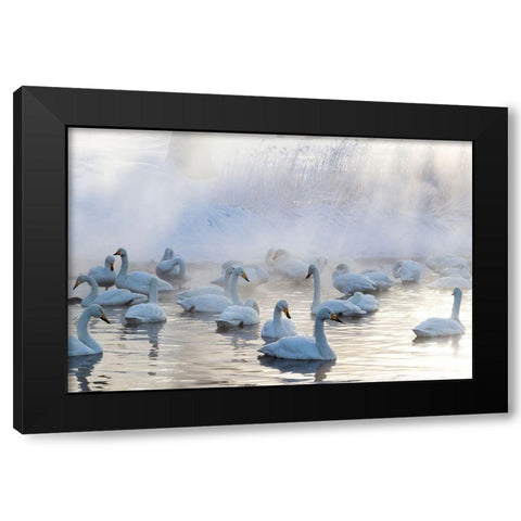 Japan-Hokkaido A group of whooper swans congregate in the mist Black Modern Wood Framed Art Print with Double Matting by Goff, Ellen