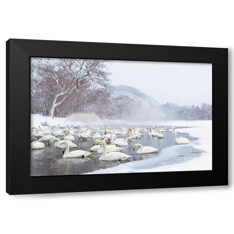 Japan-Hokkaido A group of whooper swans congregate in the mist Black Modern Wood Framed Art Print with Double Matting by Goff, Ellen