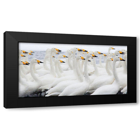 Japan-Hokkaido Whooper swans congregate Black Modern Wood Framed Art Print by Goff, Ellen