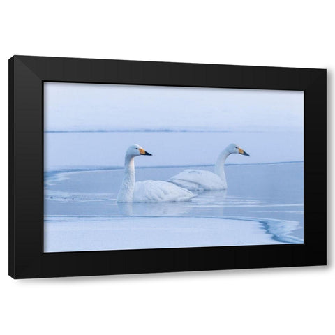 Japan-Hokkaido A pair of whooper swans swim Black Modern Wood Framed Art Print by Goff, Ellen