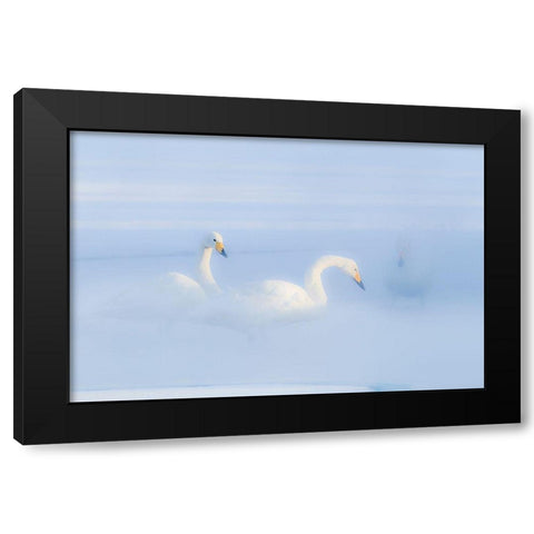 Japan-Hokkaido Three whooper swans float in the mist Black Modern Wood Framed Art Print with Double Matting by Goff, Ellen