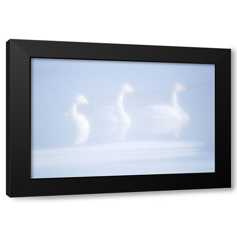 Japan-Hokkaido Three whooper swans float in the mist Black Modern Wood Framed Art Print by Goff, Ellen