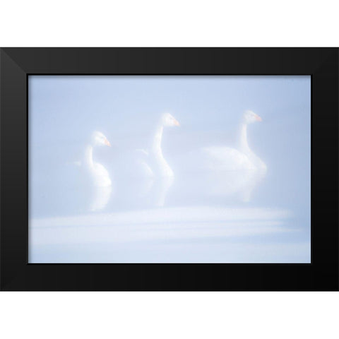Japan-Hokkaido Three whooper swans float in the mist Black Modern Wood Framed Art Print by Goff, Ellen