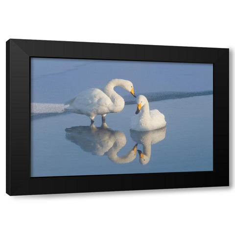 Japan-Hokkaido Two whooper swans are reflected Black Modern Wood Framed Art Print with Double Matting by Goff, Ellen