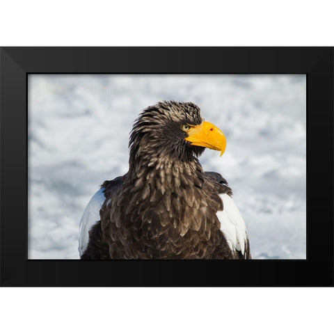 Japan-Hokkaido-Rausu-Stellers sea eagle Headshot of a Stellers sea eagle  Black Modern Wood Framed Art Print by Goff, Ellen
