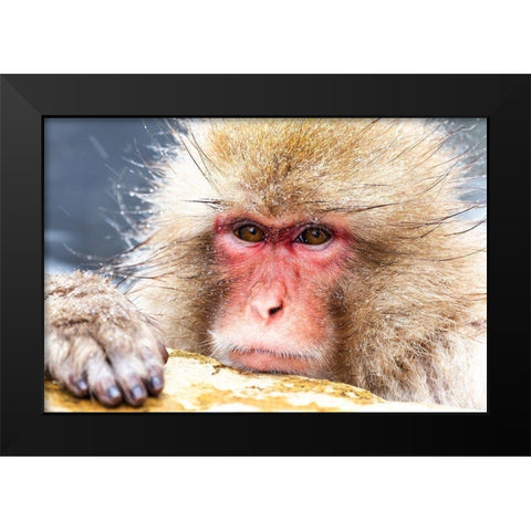 Japan-Nagano Black Modern Wood Framed Art Print by Goff, Ellen