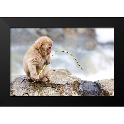 Japan-Nagano A baby snow monkey  Black Modern Wood Framed Art Print by Goff, Ellen