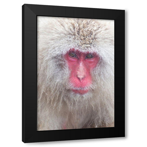 Japan-Nagano Black Modern Wood Framed Art Print by Goff, Ellen