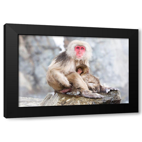 Japan-Nagano A female snow monkey Black Modern Wood Framed Art Print with Double Matting by Goff, Ellen