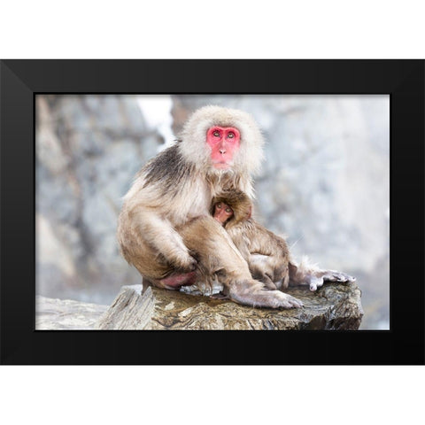 Japan-Nagano A female snow monkey Black Modern Wood Framed Art Print by Goff, Ellen