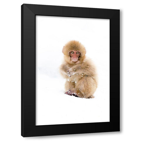 Japan-Nagano Portrait of a Japanese macaque Black Modern Wood Framed Art Print with Double Matting by Goff, Ellen