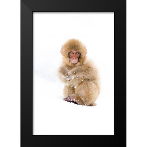 Japan-Nagano Portrait of a Japanese macaque Black Modern Wood Framed Art Print by Goff, Ellen