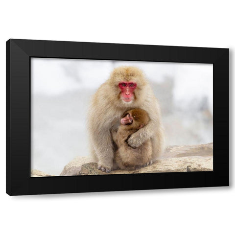 Japan-Nagano A female snow monkey Black Modern Wood Framed Art Print with Double Matting by Goff, Ellen