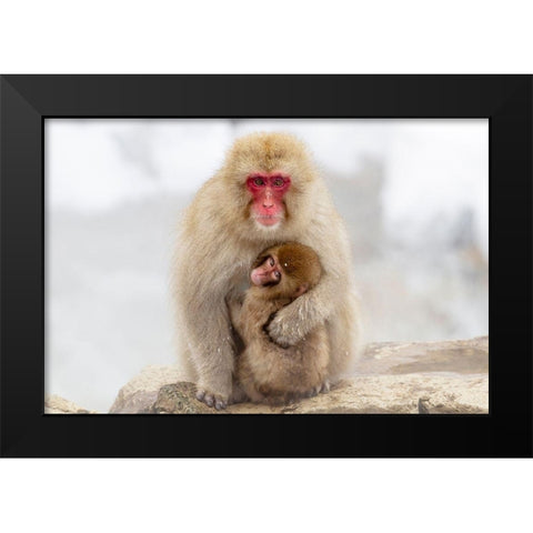 Japan-Nagano A female snow monkey Black Modern Wood Framed Art Print by Goff, Ellen