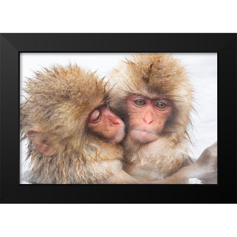 Japan-Nagano Two baby snow monkeys huddle Black Modern Wood Framed Art Print by Goff, Ellen