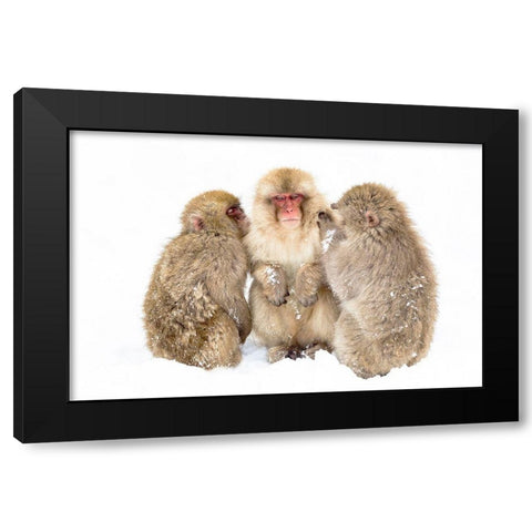 Japan-Nagano  Black Modern Wood Framed Art Print by Goff, Ellen