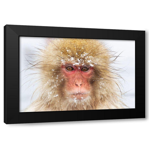 Japan-Nagano  Black Modern Wood Framed Art Print by Goff, Ellen