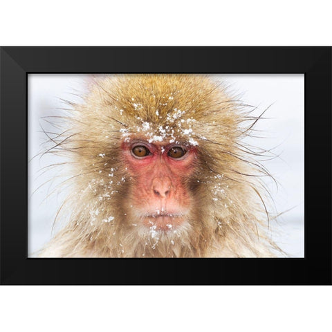 Japan-Nagano  Black Modern Wood Framed Art Print by Goff, Ellen