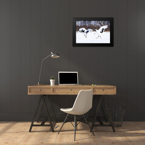 Japan-Hokkaido Two red-crowned cranes dance while the rest of the group looks on Black Modern Wood Framed Art Print by Goff, Ellen