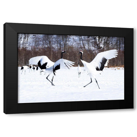 Japan-Hokkaido Two red-crowned cranes dance while the rest of the group looks on Black Modern Wood Framed Art Print with Double Matting by Goff, Ellen