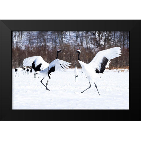 Japan-Hokkaido Two red-crowned cranes dance while the rest of the group looks on Black Modern Wood Framed Art Print by Goff, Ellen