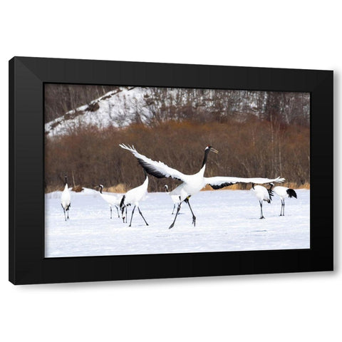 Japan-Hokkaido-Kushiro-Tsuri- A red-crowned crane dances while the rest of the group looks on Black Modern Wood Framed Art Print with Double Matting by Goff, Ellen