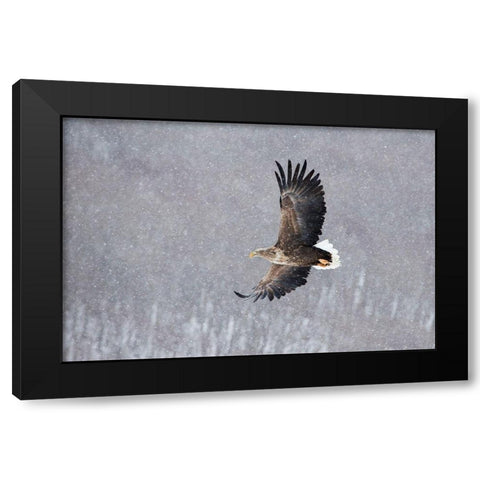 Japan-Hokkaido-Kushiro Portrait of a white-tailed eagle in flight during a snow squall Black Modern Wood Framed Art Print by Goff, Ellen