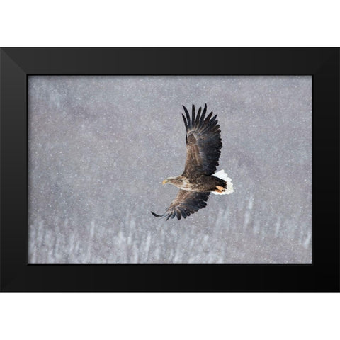 Japan-Hokkaido-Kushiro Portrait of a white-tailed eagle in flight during a snow squall Black Modern Wood Framed Art Print by Goff, Ellen