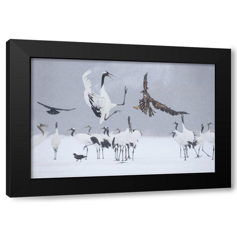 Japan-Hokkaido-Kushiro white-tailed eagle attempts to land among a group Black Modern Wood Framed Art Print with Double Matting by Goff, Ellen