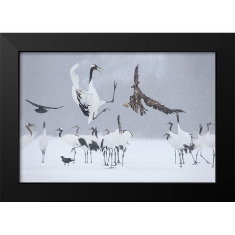 Japan-Hokkaido-Kushiro white-tailed eagle attempts to land among a group Black Modern Wood Framed Art Print by Goff, Ellen