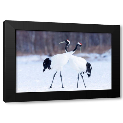 Japan-Hokkaido-Kushiro  Black Modern Wood Framed Art Print with Double Matting by Goff, Ellen
