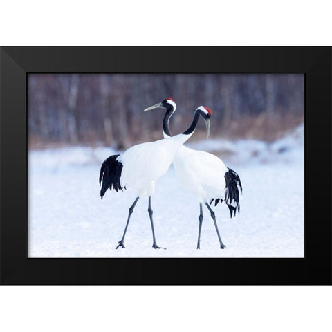 Japan-Hokkaido-Kushiro  Black Modern Wood Framed Art Print by Goff, Ellen