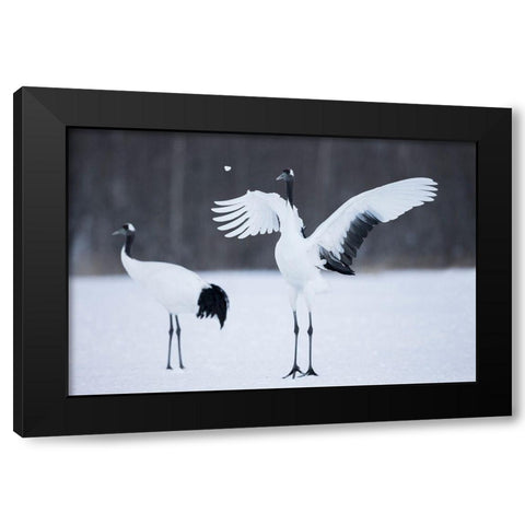 A red-crowned crane throws a chunk of snow in the air as part of its courtship dance Black Modern Wood Framed Art Print with Double Matting by Goff, Ellen
