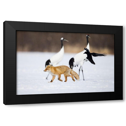 Japan-Hokkaido-Kushiro A carrion crow chases away a red fox Black Modern Wood Framed Art Print with Double Matting by Goff, Ellen