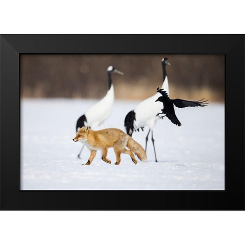 Japan-Hokkaido-Kushiro A carrion crow chases away a red fox Black Modern Wood Framed Art Print by Goff, Ellen