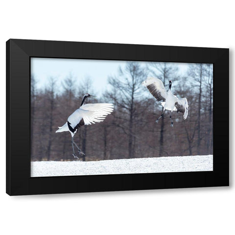 Japan-Hokkaido-Tsuri-Ito-Tancho Sanctuary Two red-crowned cranes jump high in the air Black Modern Wood Framed Art Print with Double Matting by Goff, Ellen