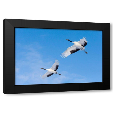 Japan-Hokkaido-Kushiro Two red-crowned cranes fly into the crane center Black Modern Wood Framed Art Print by Goff, Ellen