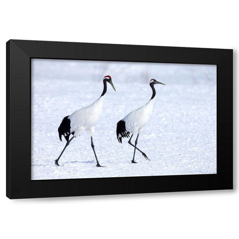 Japan-Hokkaido-Kushiro Two red-crowned cranes begin a courtship dance Black Modern Wood Framed Art Print by Goff, Ellen