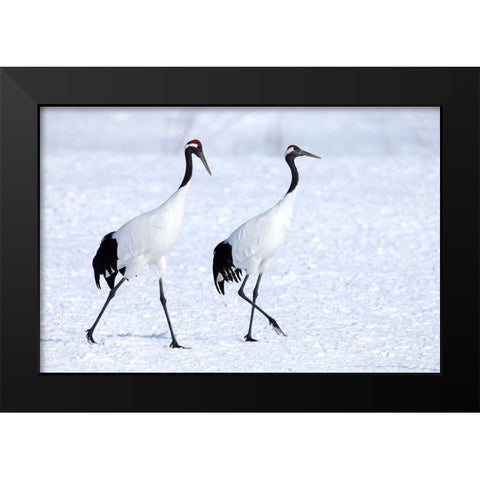 Japan-Hokkaido-Kushiro Two red-crowned cranes begin a courtship dance Black Modern Wood Framed Art Print by Goff, Ellen