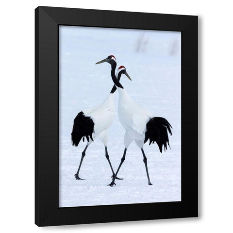 Japan-Hokkaido-Kushiro Two red-crowned cranes begin a courtship dance Black Modern Wood Framed Art Print with Double Matting by Goff, Ellen