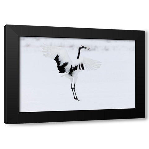 Japan-Hokkaido-Kushiro A red-crowned crane assumes elegant positions during its courtship dance Black Modern Wood Framed Art Print with Double Matting by Goff, Ellen