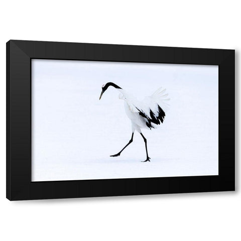 Japan-Hokkaido-Kushiro A red-crowned crane assumes elegant positions during its courtship dance Black Modern Wood Framed Art Print with Double Matting by Goff, Ellen