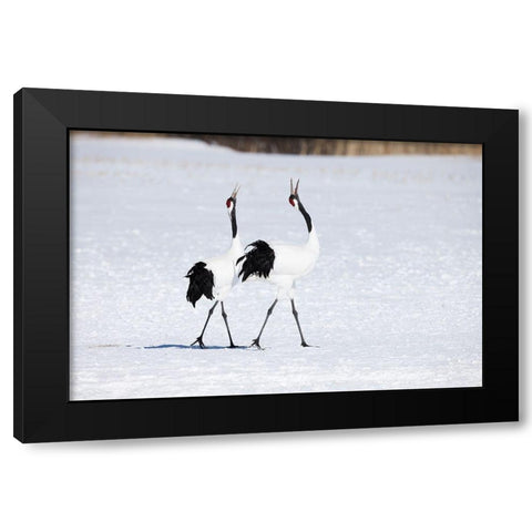 Japan-Hokkaido-Kushiro Two adult red-crowned cranes walk together while vocalizing Black Modern Wood Framed Art Print with Double Matting by Goff, Ellen