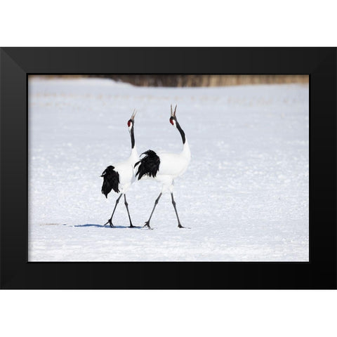 Japan-Hokkaido-Kushiro Two adult red-crowned cranes walk together while vocalizing Black Modern Wood Framed Art Print by Goff, Ellen