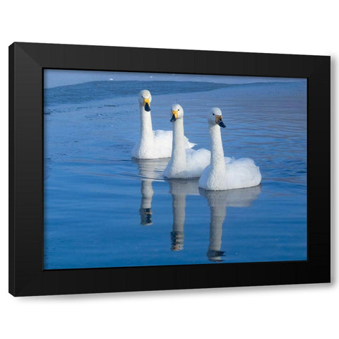 Japan-Hokkaido Three whooper swans swim in the warm thermal edge of the frozen lake Black Modern Wood Framed Art Print with Double Matting by Goff, Ellen