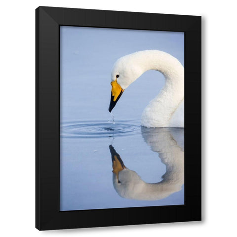 Japan-Hokkaido A whooper swan drips water from its bill after drinking Black Modern Wood Framed Art Print with Double Matting by Goff, Ellen