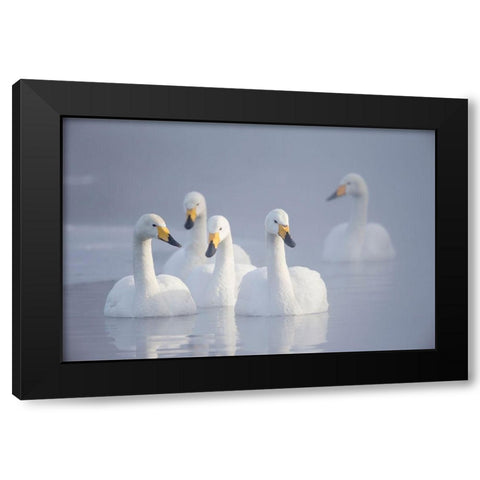 Japan-Hokkaido A group of whooper swans float on the misty water Black Modern Wood Framed Art Print with Double Matting by Goff, Ellen