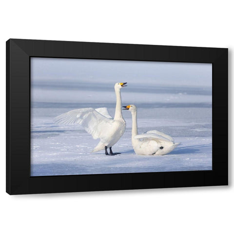 Japan-Hokkaido A pair of whooper swans celebrate loudly with each other after landing on the ice Black Modern Wood Framed Art Print with Double Matting by Goff, Ellen