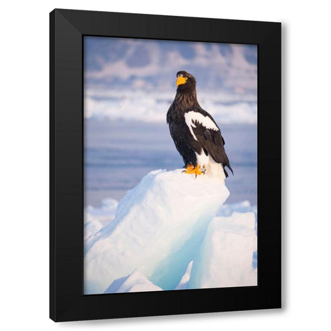 Japan-Hokkaido-Rausu-Stellers sea eagle Portrait of a Stellers sea eagle on a snow perch Black Modern Wood Framed Art Print with Double Matting by Goff, Ellen